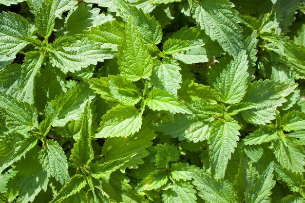 Top view of nettle leaves on a sunny summer day