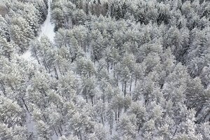 冬の森の平面図、雪に覆われた森の自然の風景、エアロ写真