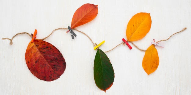 写真 ひもで紅葉の品揃えの上面図