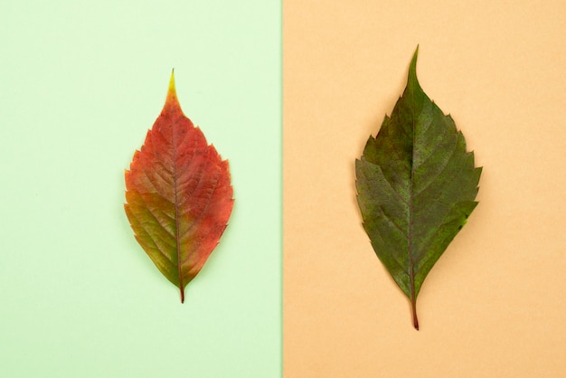 写真 2枚の葉の上面図