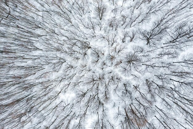 写真 森の冬の木の上の景色は無人機から撮影されたものです