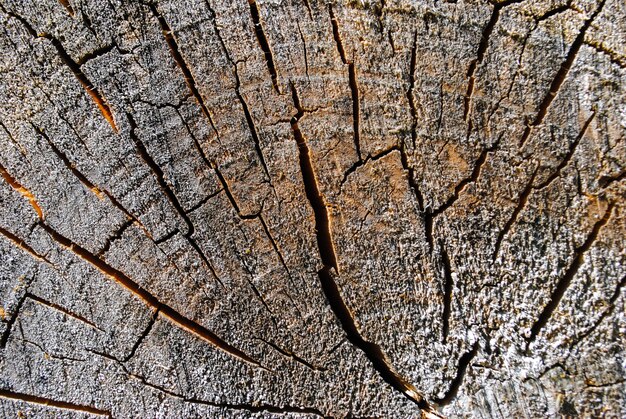 Top view of old stump Used as a resting seat. Wood texture