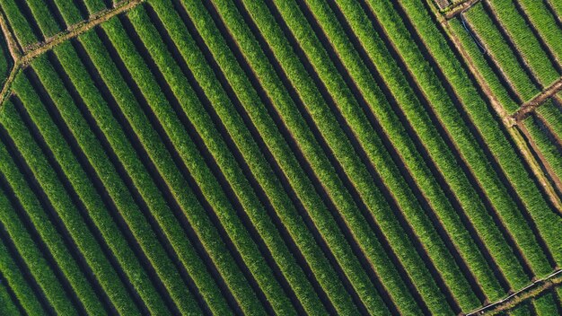 Top view of onion fields forming a pattern