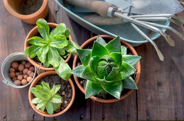 top view op sappige potten en tuiniersapparatuur op houten tafel ibackground