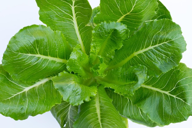 Top view of organic vegetable green cos lettuce on white background