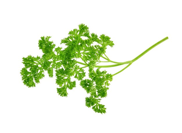 Top view of parsley isolated on white background