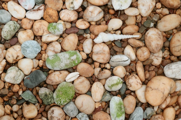 작은 천연 조개 껍질이 있는 해변의 자갈 돌의 상위 뷰