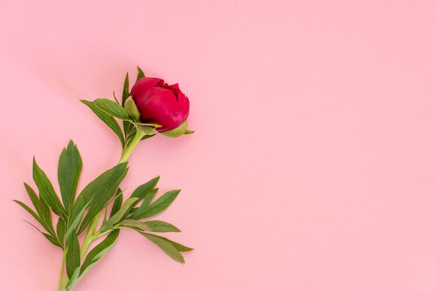 Top view of peonies flowers on pink 