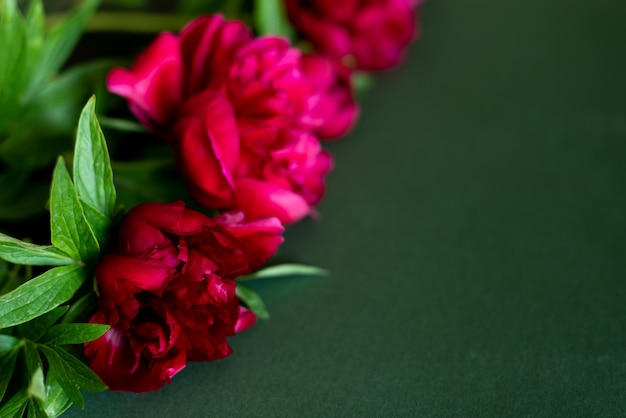 Top view of peonies flowers 