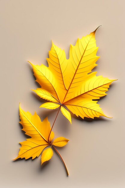 Top view perfect yellow maple leaf isolated on white background