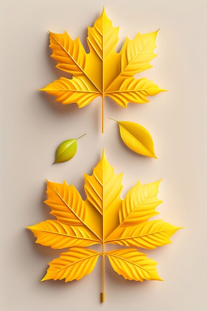 Top view perfect yellow maple leaf isolated on white background