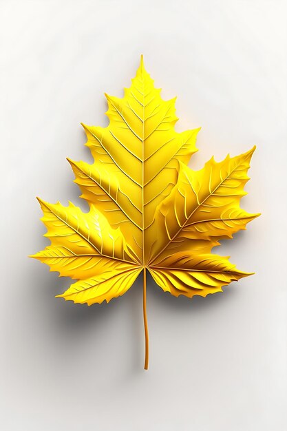 Top view perfect yellow maple leaf isolated on white background