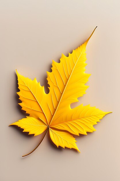 Top view perfect yellow maple leaf isolated on white background