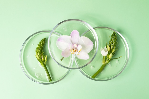 Top view of the petri dish with green plants in it and pipette from dropperConcept of the research