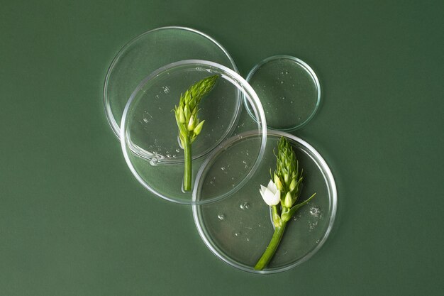 Top view of the petri dishes with transparent gel inside.Fresh green foliage in it.Concept of the research and preparing cosmetic.