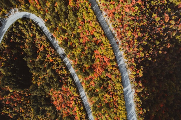 Top view photo of a forest road in autumn