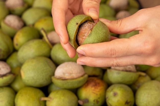 Top view photo of newly harvested walnuts