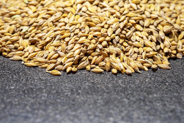 Photo top view of pile of organic oat or wheat grains on grey surface with copy space concept supply wheat