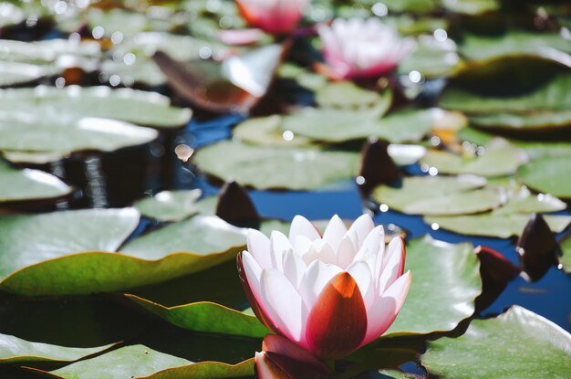 緑の葉と夏の池に咲くピンクの蓮の花の平面図です。都会の自然背景