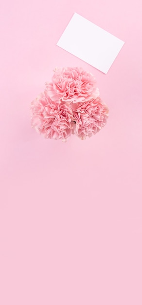 Photo top view of pink carnation on pink table background