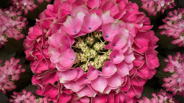 Top view pink hydrangea with copyspace