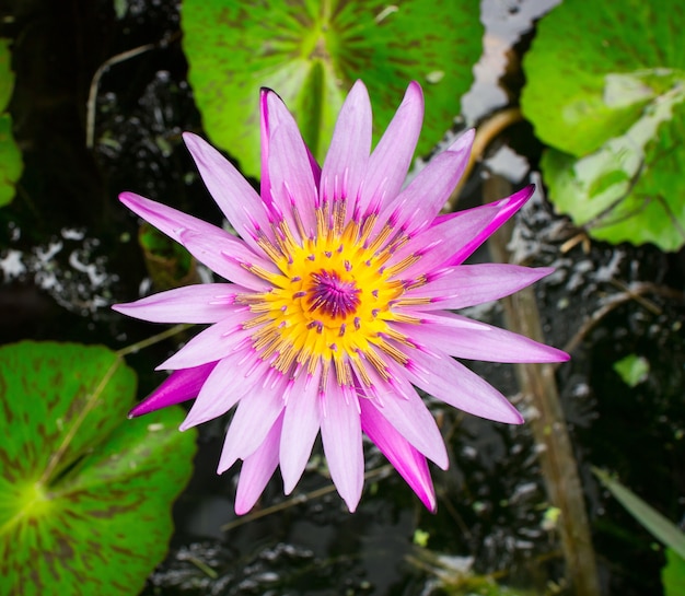 top view of pink lotus on pond 