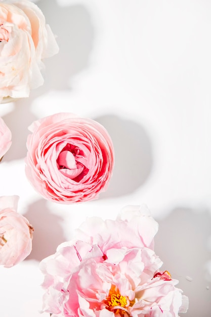 Photo top view of pink peonies and macaroons on a light background, a place for text