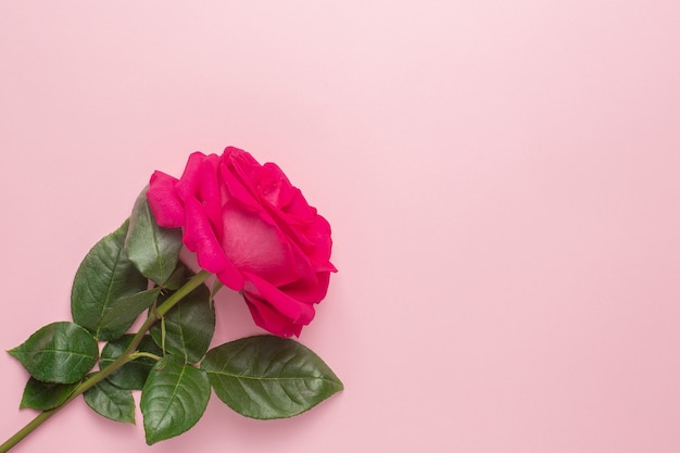 Top view of pink rose with copy space