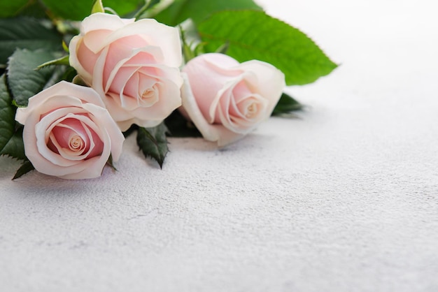 Top view on pink roses on a grey concrete background