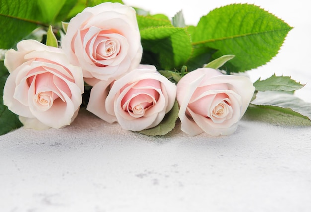 Top view on pink roses on a grey concrete background