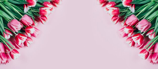 Top view of pink tulips on pink background with free space