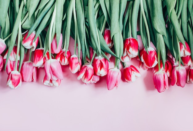 Top view of pink tulips on pink surface