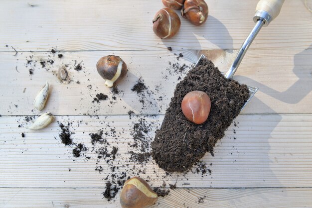 Top view on planter full of soil aith a flower bulb on a wooden table 