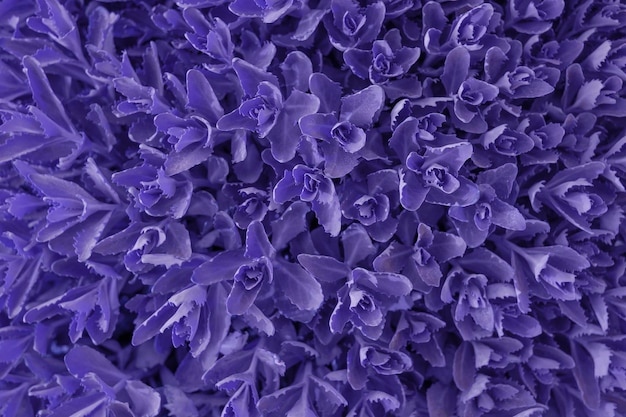 Вид сверху на листья растений Фон для наложения текста Модный очень фиолетовый цвет