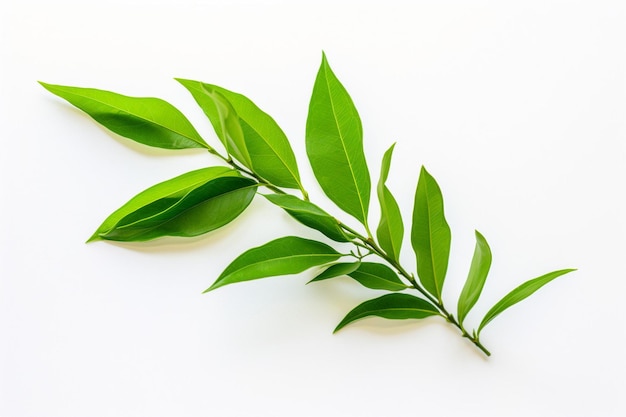 Photo top view of powder green tea and green tea leaf isolated on white background