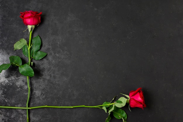 Foto vista dall'alto piuttosto rose rosse con spazio di copia