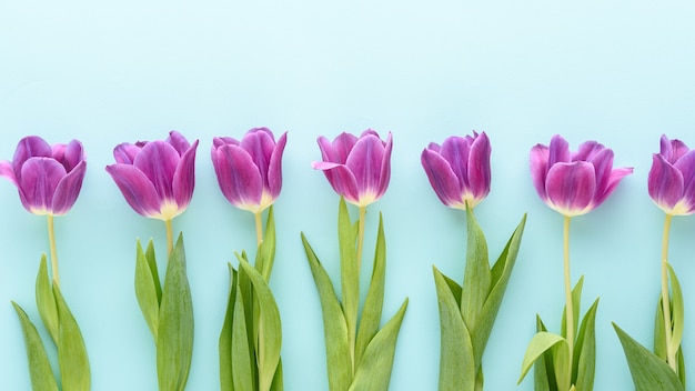 Top view purple tulips in row on blue background, floral background concept