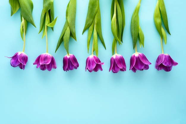 Vista dall'alto tulipani viola in fila su sfondo blu, concetto di disposizione dei fiori