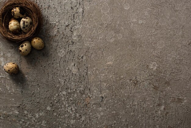 Top view of quail eggs in nest and on grey textured background