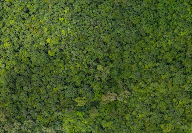 Vista dall'alto rainforestfertile foresta sullo sfondo
