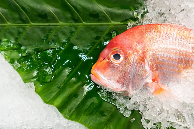 Vista superiore del pesce naturale sano crudo su ghiaccio, spazio della copia