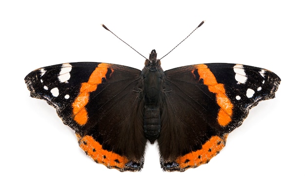 top view of a red admiral butterfly, vanessa atalanta, against white space