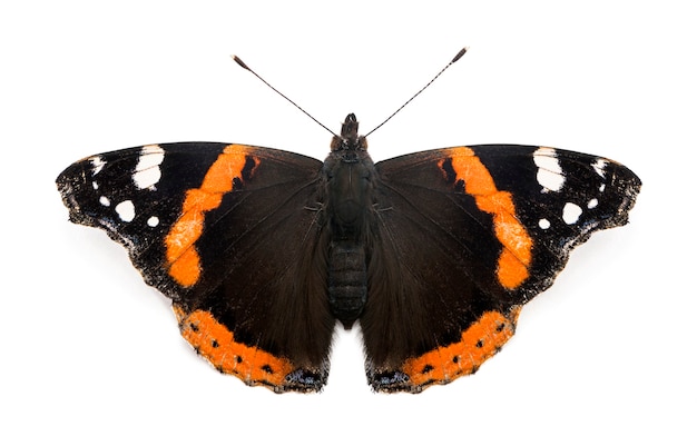 Top view of a Red Admiral butterfly, Vanessa atalanta, against white space