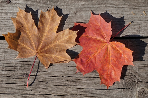 Photo top view red and brown autumn leaves of maple on rustic wooden