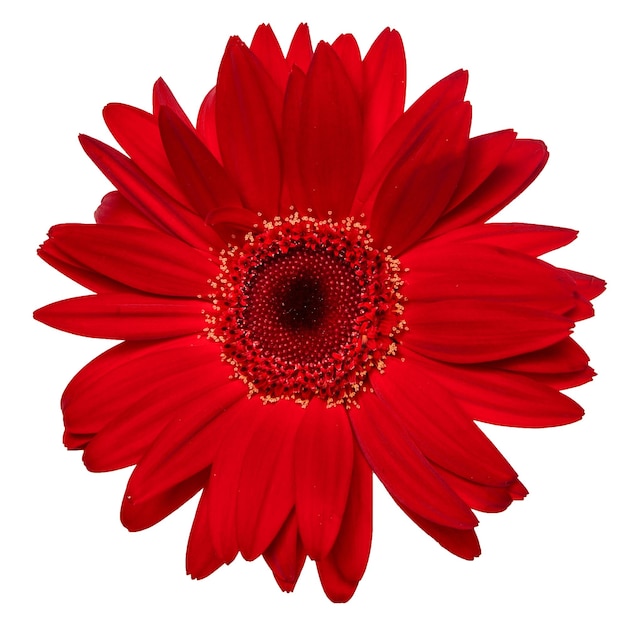 Top view of red Gerbera flower isolated on white background