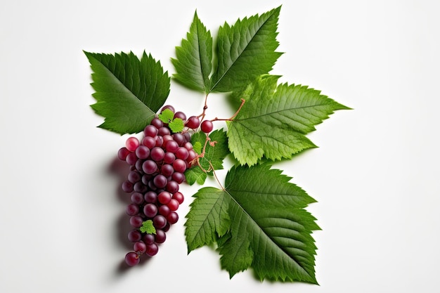 Top view of red grapes with green foliage isolated on a white backdrop Copy space