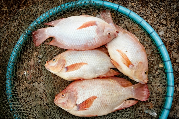 Vista dall'alto di tilapia rosso in rete, pronto per la cottura