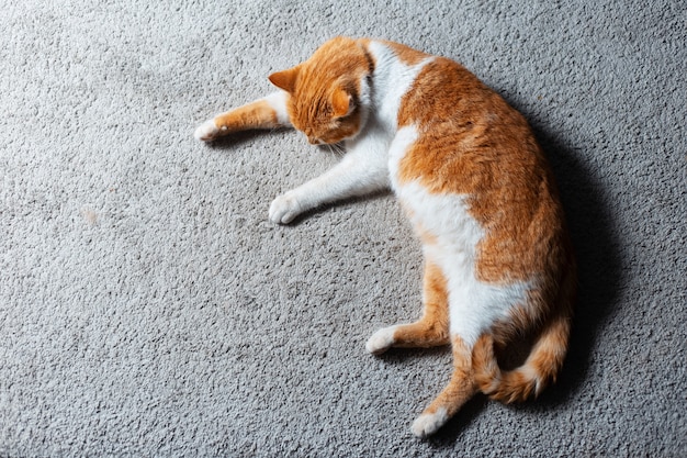 Top view of red white cat lying on the floor.