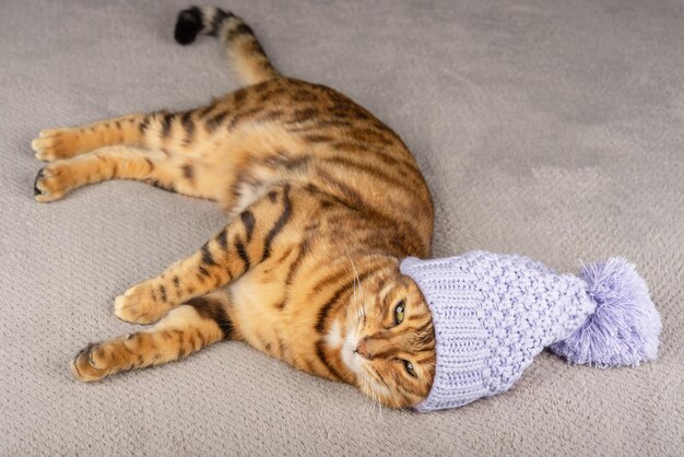 Top view of a resting ginger cat in a hat with a pompom