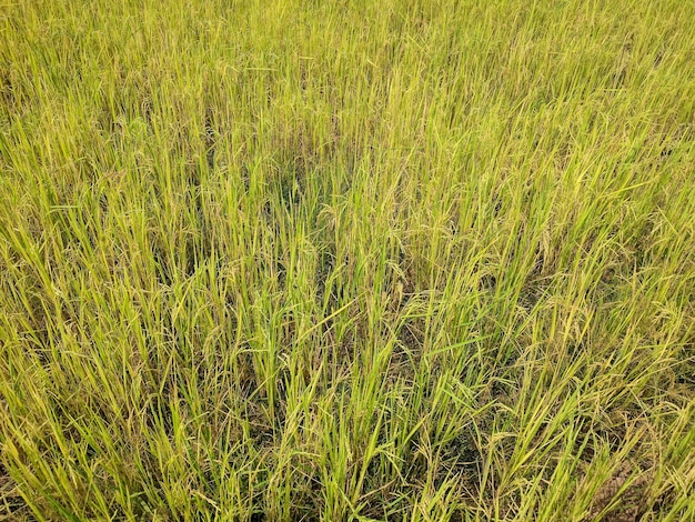 top view of rice field